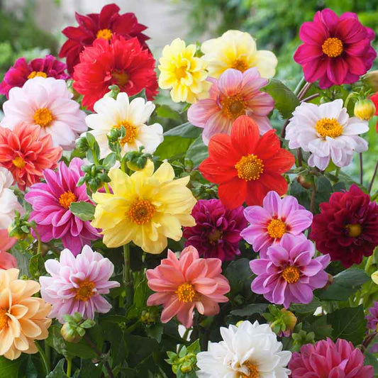 Orange, yellow, and red dahlia unwins bedding mix blooms in a bright garden setting. | copyright: Floramedia UK Ltd