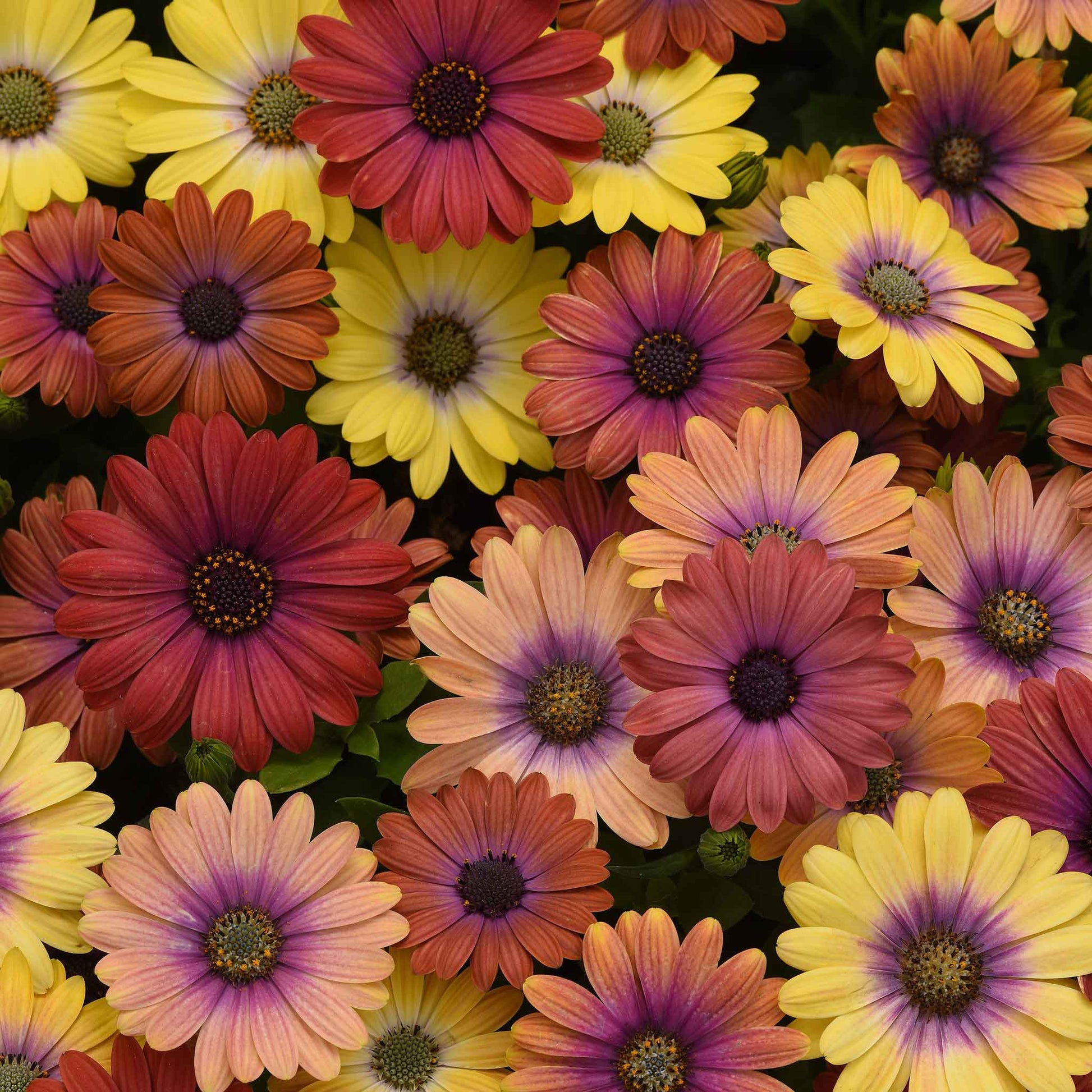 Purple and orange cape daisy akila hawaiian sunset mix against a blurred green background.