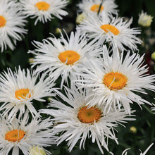 White daisy crazy daisy flowers with yellow centers in a bright garden setting.