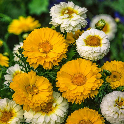 Yellow and white daisy garland mix flowers blooming in a bright garden setting. | copyright: Floramedia UK Ltd