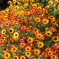 Red, yellow, and black daisy german flag flowers filling a bright garden setting.