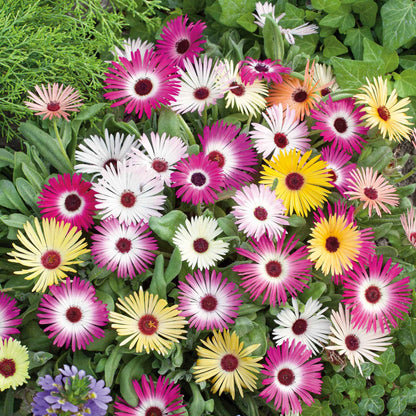 Pink, purple, and white daisy livingstone mix flowers in a bright garden setting.