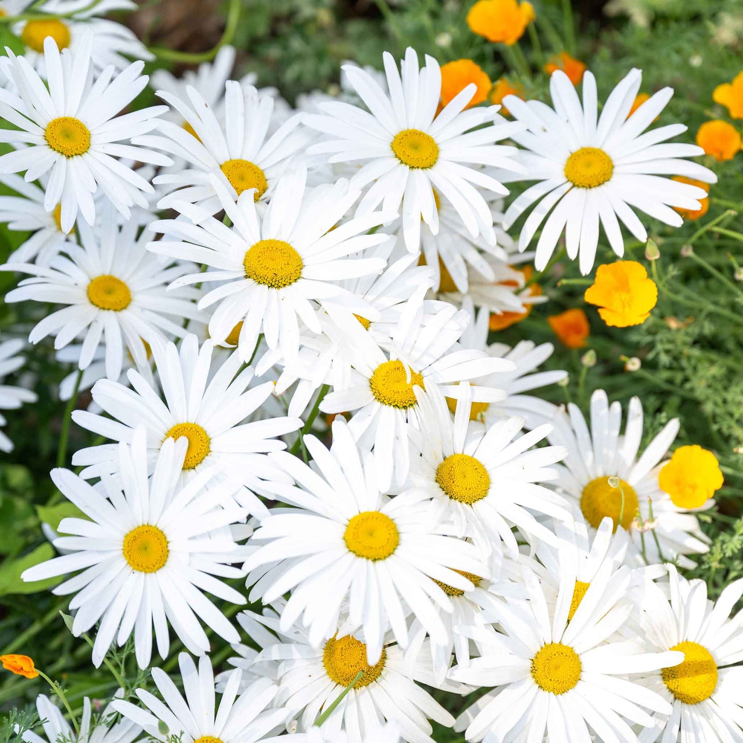 White daisy ox eye flowers with yellow centers growing in a bright garden setting.