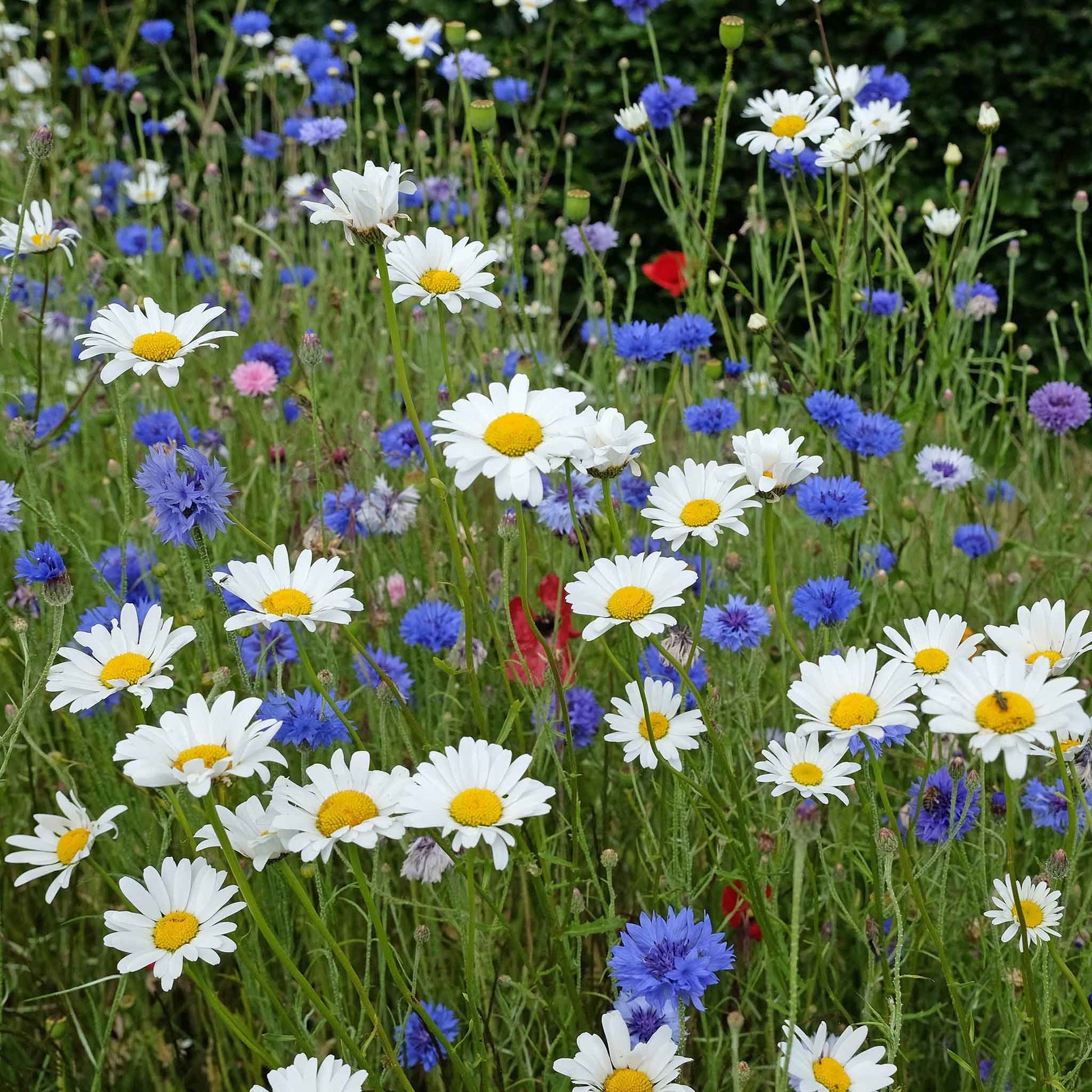 White daisy ox eye flowers growing in a mixed colorful wildflower garden setting.