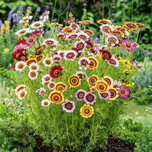 Red, pink, and yellow daisy painted rainbow mix flowers in a bright garden setting. | copyright: Floramedia UK Ltd