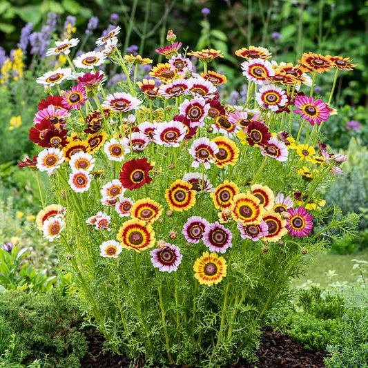 Red, pink, and yellow daisy painted rainbow mix flowers in a bright garden setting. | copyright: Floramedia UK Ltd