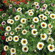 Daisy Seeds (Painted) - Polar Star