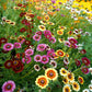 Pink, yellow, and orange daisy painted rainbow mix flowers in a bright garden setting.
