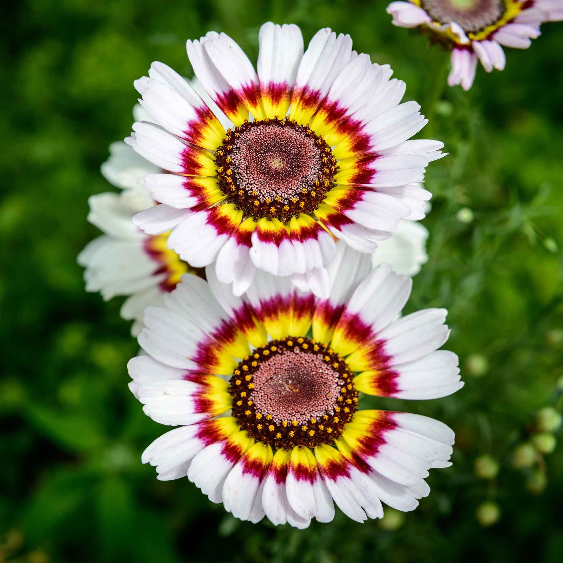 Red and white daisy painted rainbow mix flower against a blurred green background.