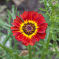 Red and yellow daisy painted rainbow mix flower against a blurred green background.