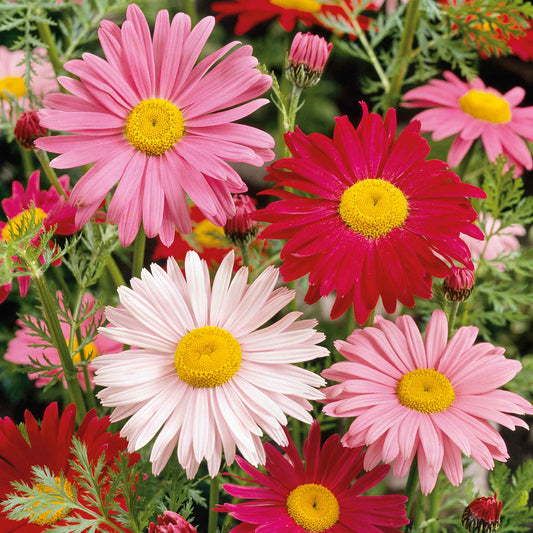Pink and red daisy robinsons giant mix flowers in a bright garden setting.