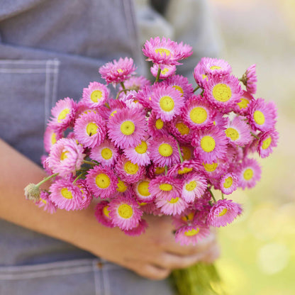 Person holding a bouquet of paper daisy brilliant rose flowers in a garden setting