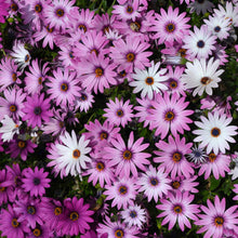 Pink and purple cape daisy ballade mix flowers filling a bright garden setting.