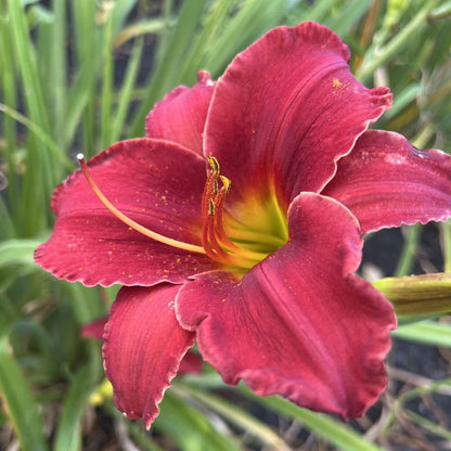 A close-up shot of a single Fragrant Rebloomer Mix Daylily flower, showcasing its delicate petals and vibrant colors.