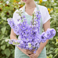Person holding a bouquet of delphinium aurora lavender flowers in a garden setting