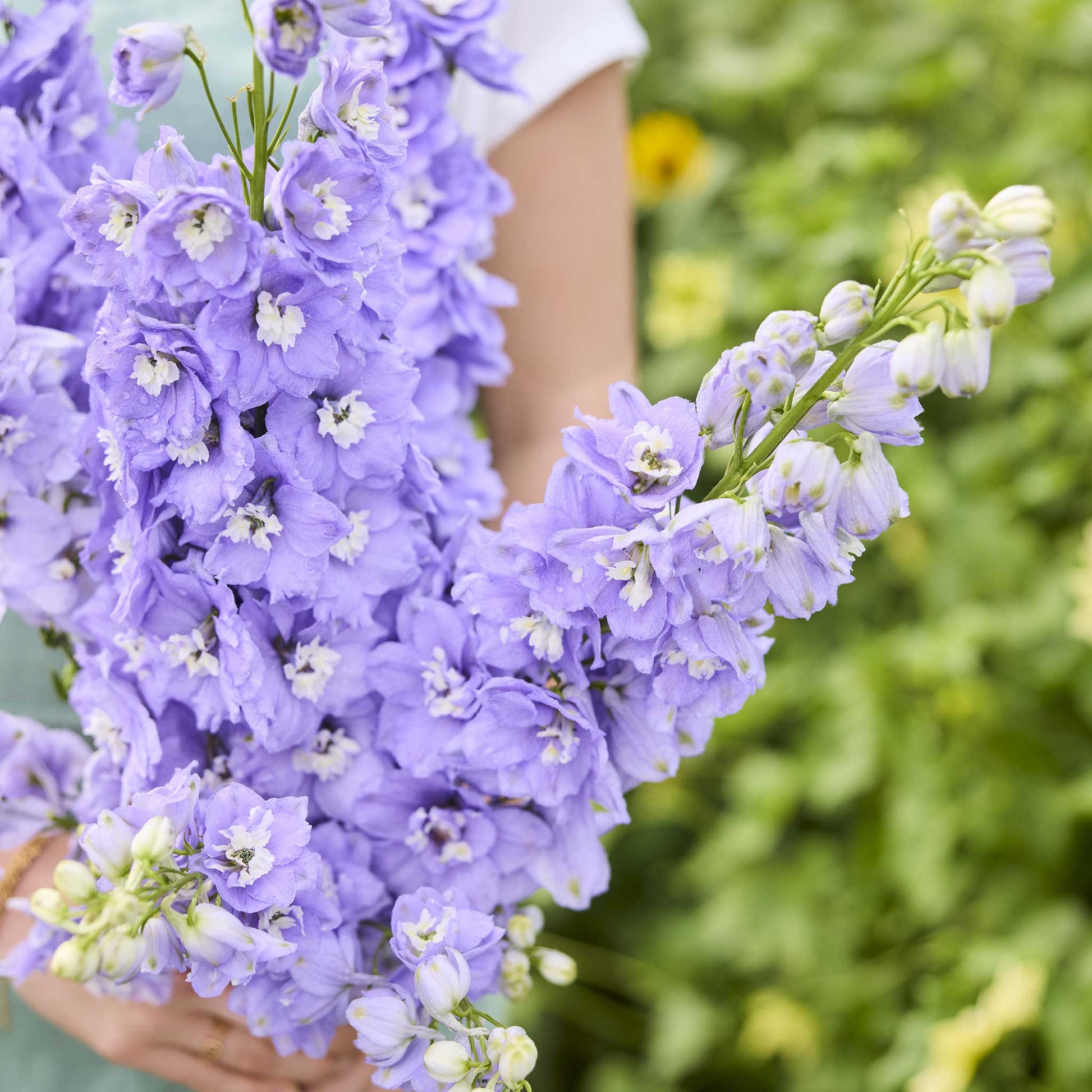 close up of a person holding a bouquet of delphinium aurora lavender flowers in a garden setting