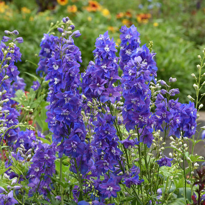 Purple delphinium desante blue flowers growing in a bright sunny garden setting.