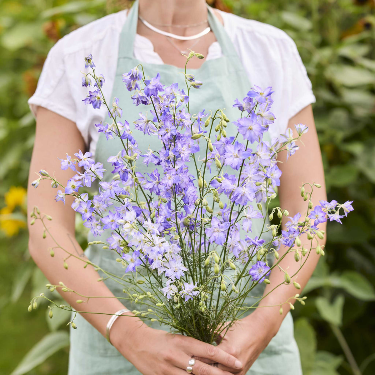 A person in a blue apron holds a large bouquet of frosted skies delphinium flowers in a garden with blurred green foliage in the background.