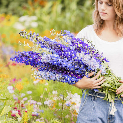 Person holding a bouquet of delphinium pacific mix flowers in a garden setting