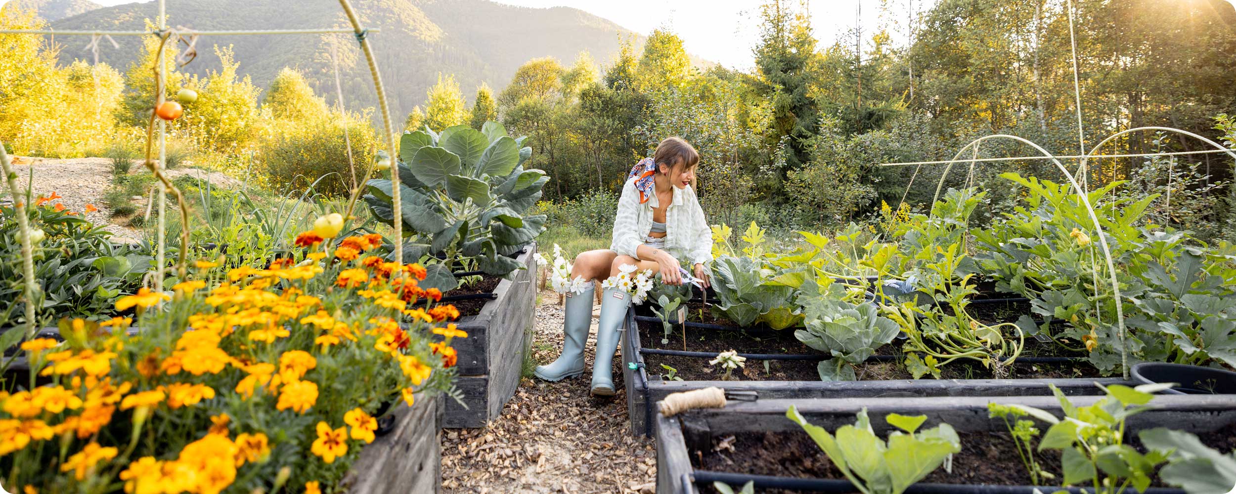 A woman in a garden center sits on a bench surrounded by raised beds with green plants, yellow flowers, and mountains in the background at sunset.