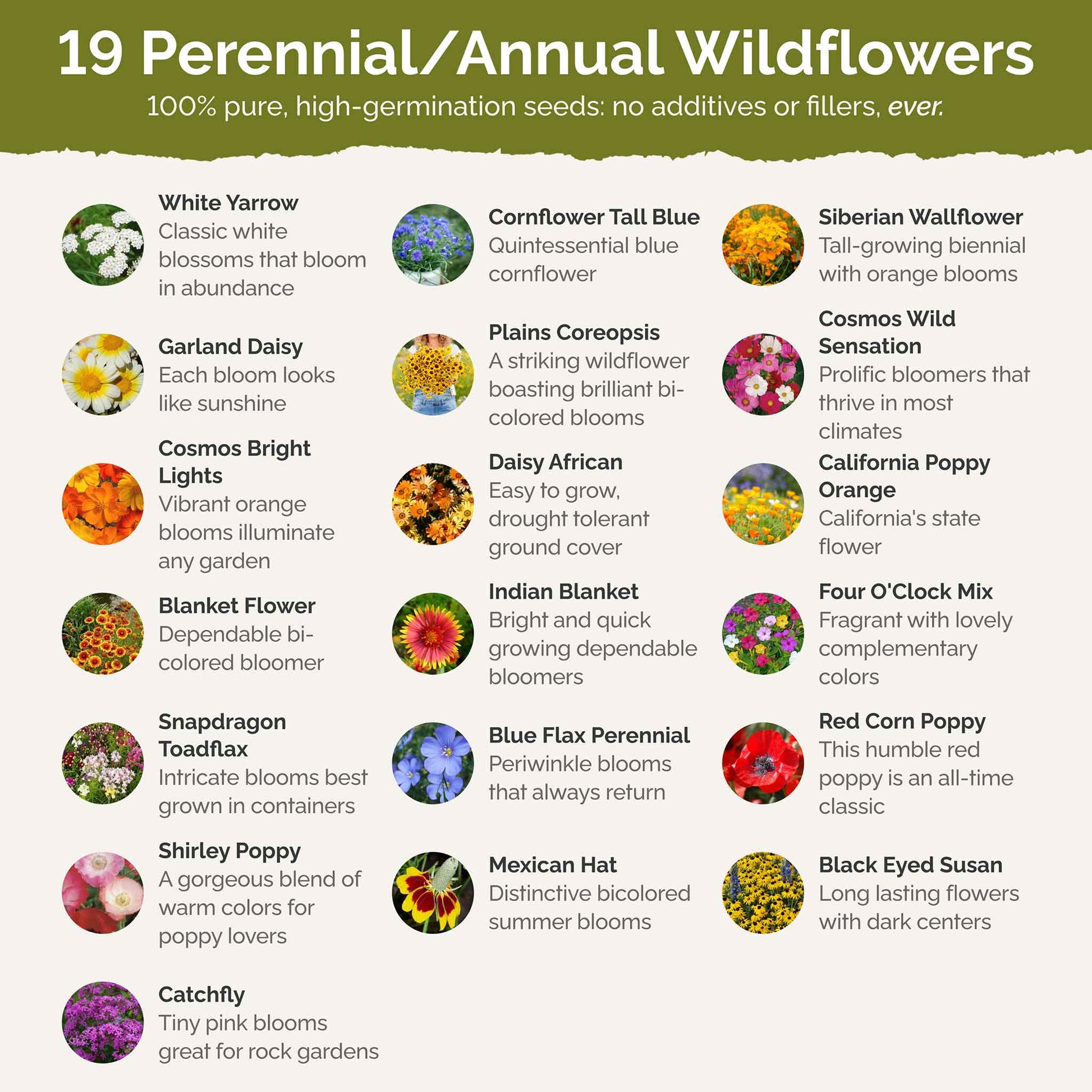 List of flower species and seeds included in the Wildflower Seed Mix.