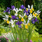 Dutch iris hollandica mix with mixed blooms and yellow flowers in a sunny garden. | copyright: Floramedia UK Ltd
