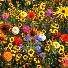Colorful flower field with various types of flowers including marigolds, zinnias, and sunflowers that are all in the easy care children's garden flower mix.