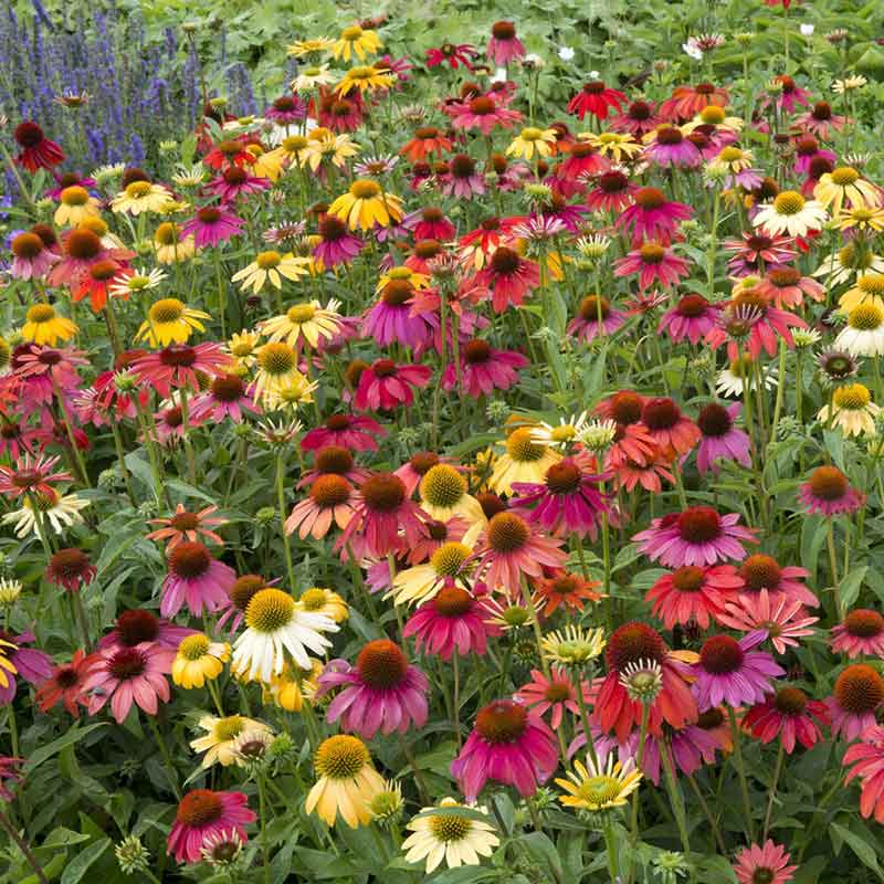 Vibrant echinacea cheyenne spirit flowers in full bloom, showcasing its rich colors.