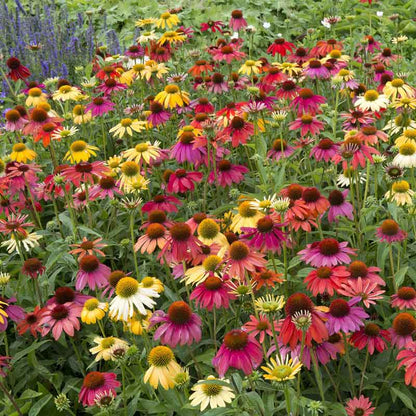 Vibrant echinacea cheyenne spirit flowers in full bloom, showcasing its rich colors.