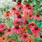 Echinacea Hot Summer flowers in full bloom, showcasing its vibrant orange and red petals.