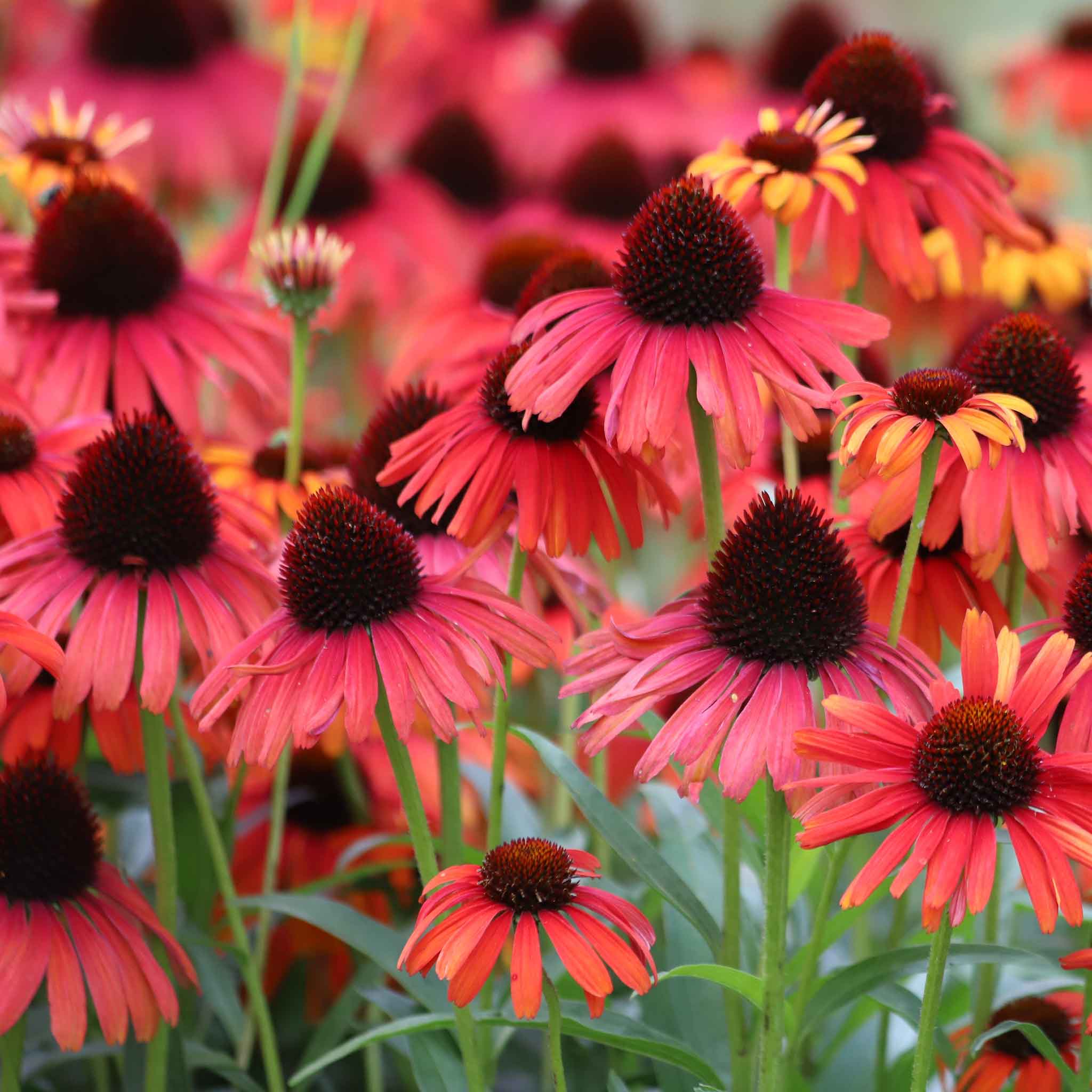 A close-up of Echinacea Hot Summer flowers in full bloom, showcasing its vibrant orange and red petals.