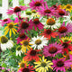 Echinacea Roots - Mix