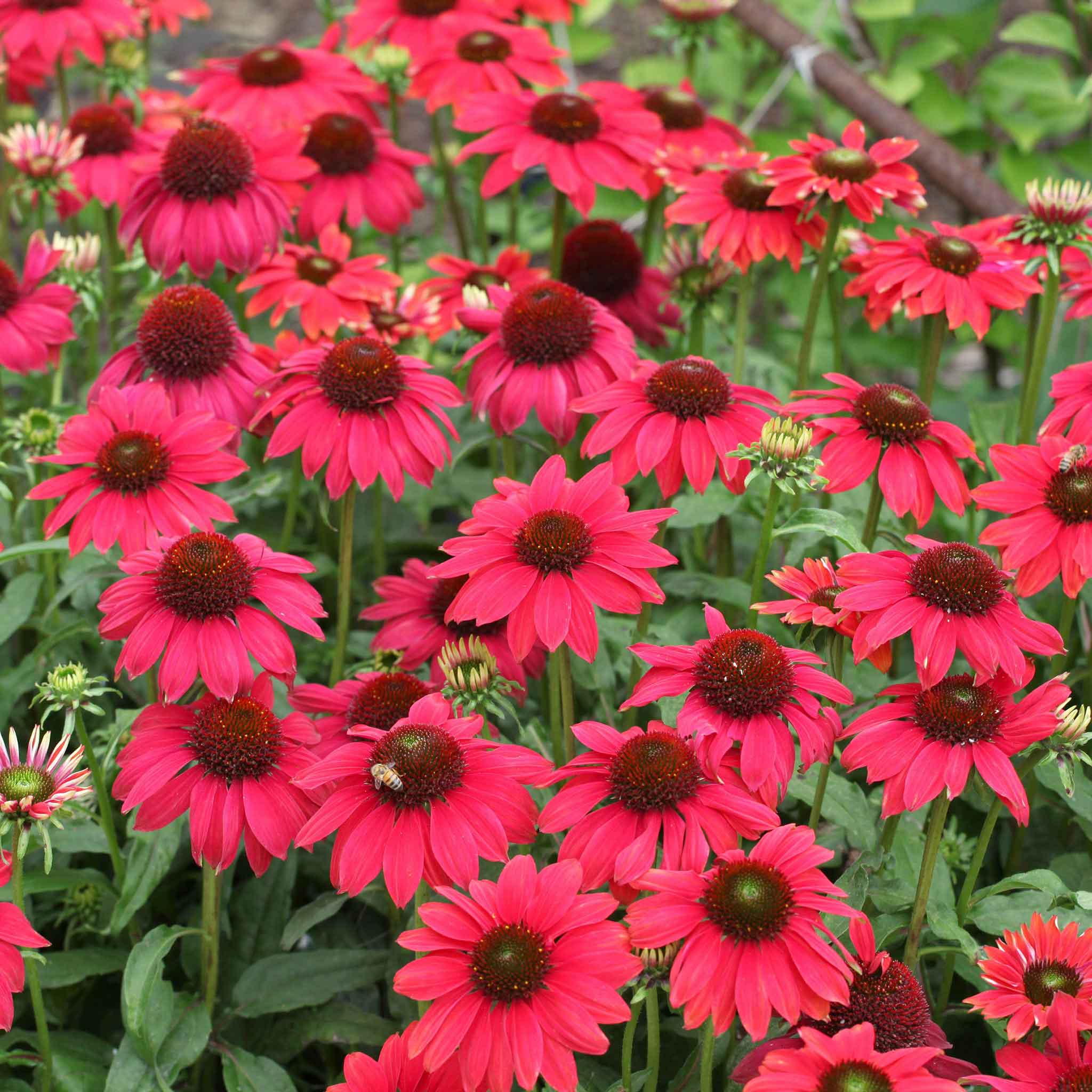 Echinacea Sombrero Salsa Red flowers in full bloom, showcasing its vibrant deep red petals.