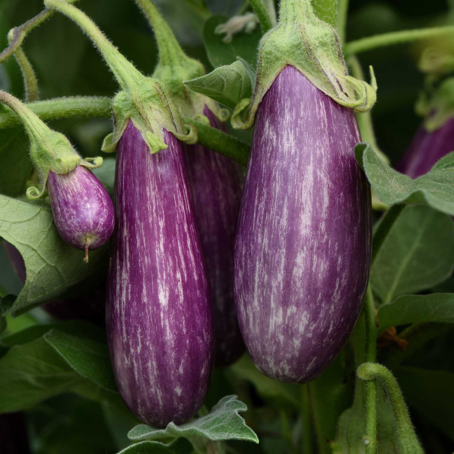 Close up of Fairy tale eggplant fruits with striped purple and white skin.