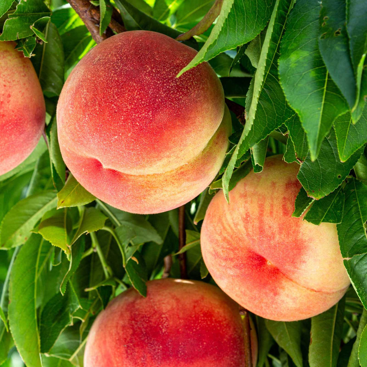 Close up of elberta peaches growing off the tree