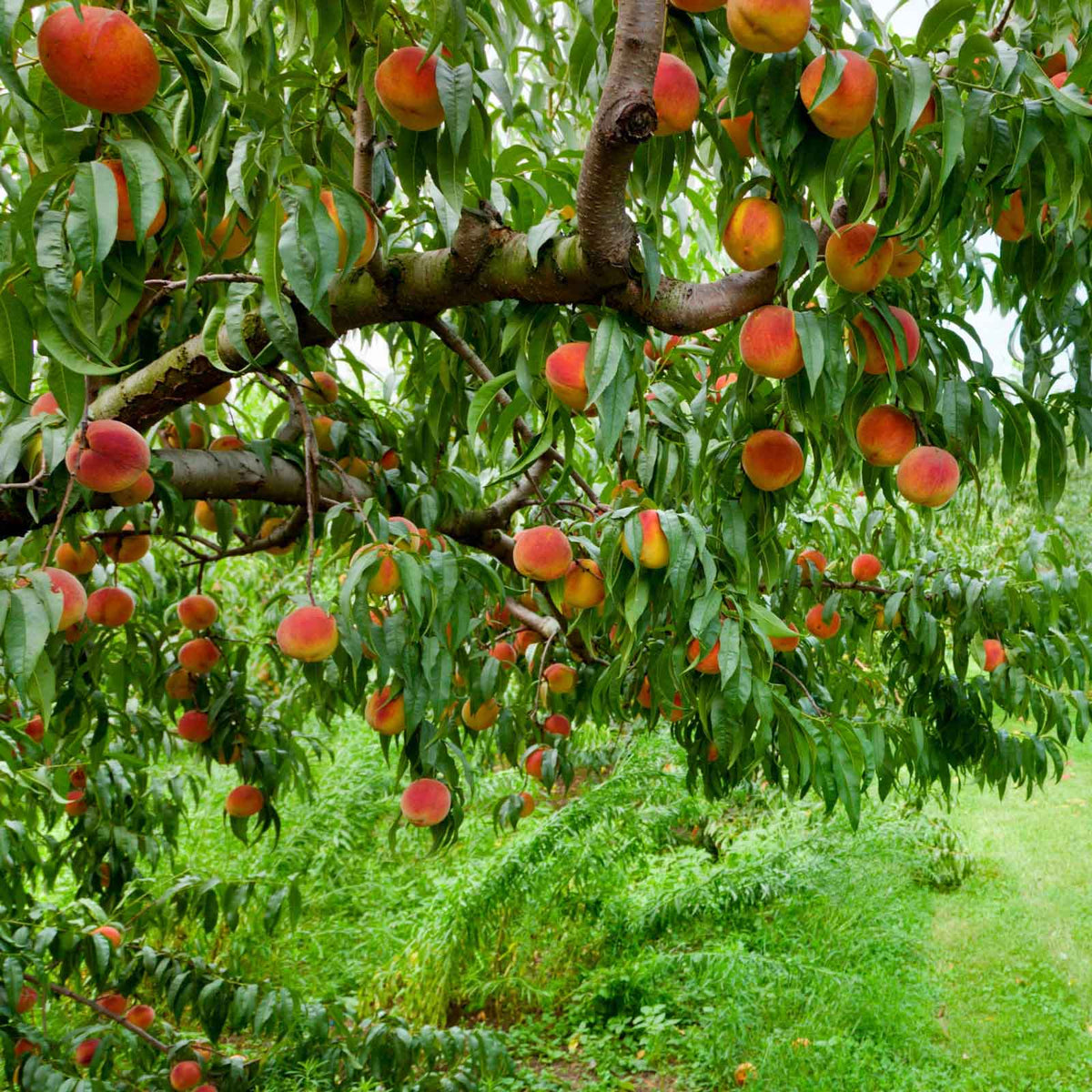 Elberta peach tree with several peaches ready for harvesting shown