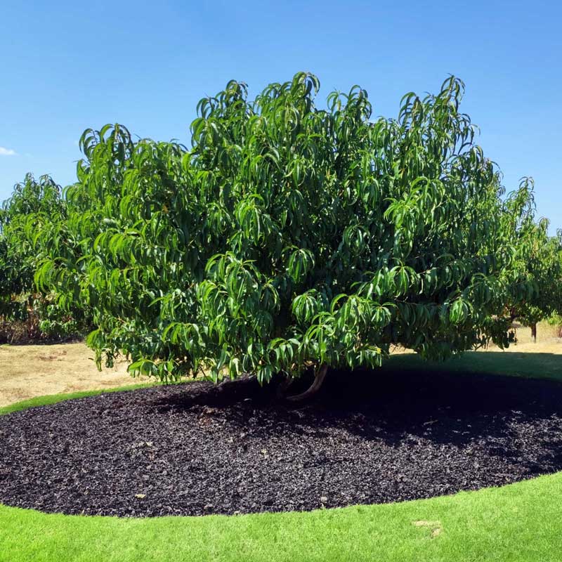 View of the whole elberta peach tree in a field with dark mulch and blue sky