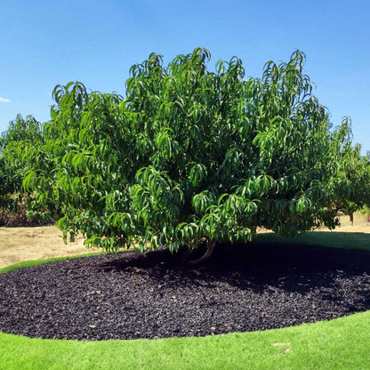 View of the whole elberta peach tree in a field with dark mulch and blue sky