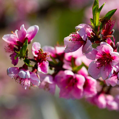 Close up of the elberta peach tree pink flowers