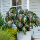 A vibrant Royal Hawaiian Waikiki elephant ear plant with large, lush green leaves featuring striking reddish-pink veins and stems.