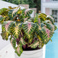 A vibrant Royal Hawaiian Waikiki elephant ear plant with large, lush green leaves featuring striking reddish-pink veins and stems.