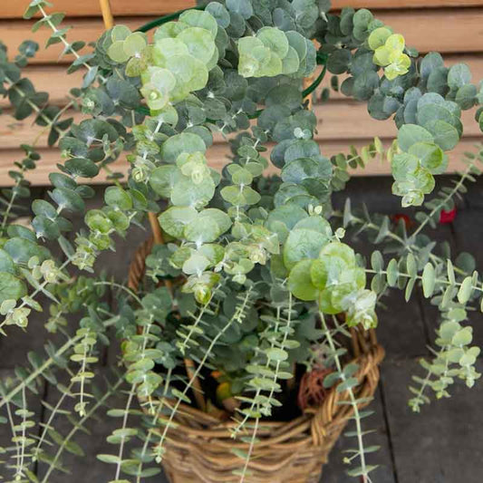 Blue-green eucalyptus baby blue bouquet leaves growing in a bright garden setting.