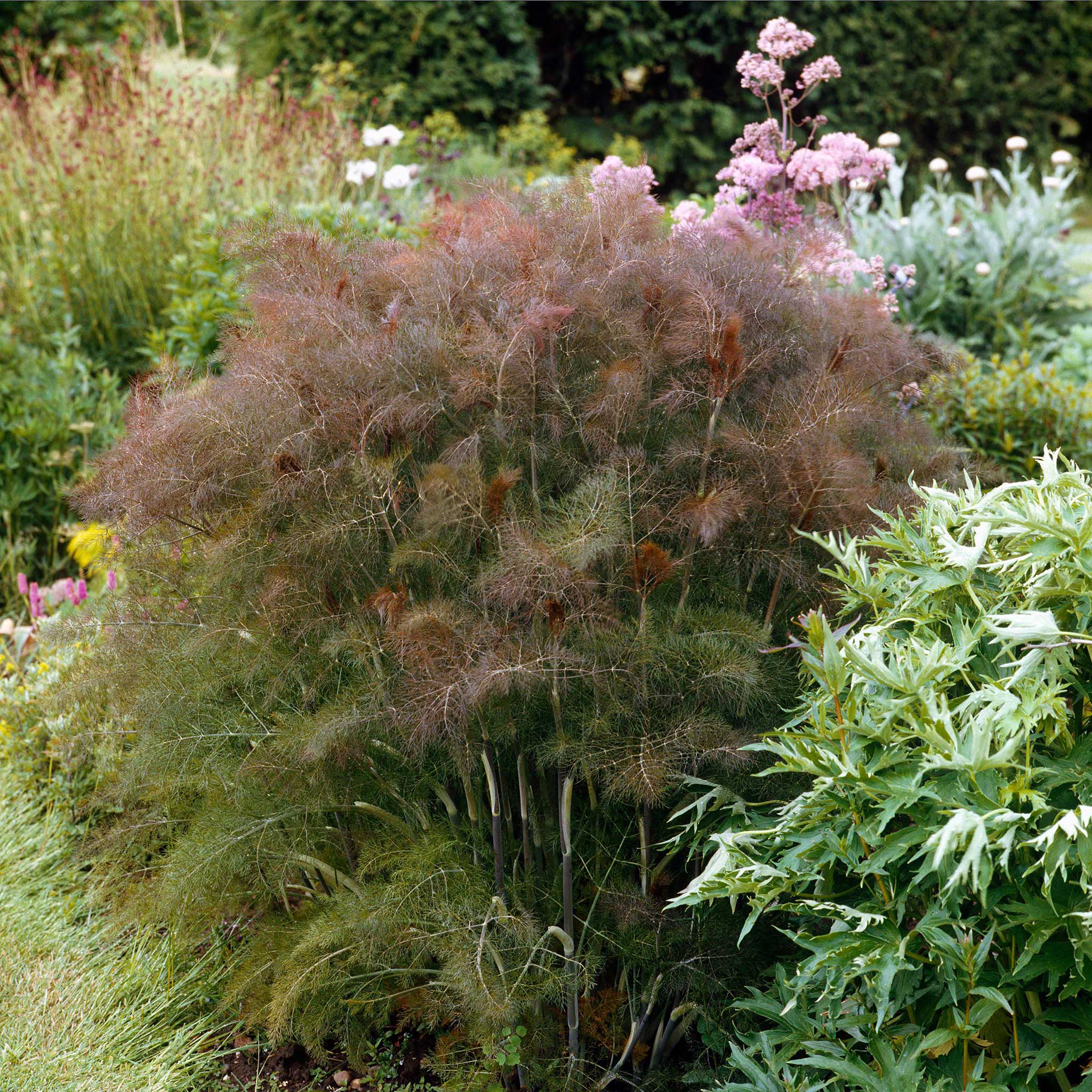 Fennel Smokey Bronze with dark burgundy feathery growth in the garden.