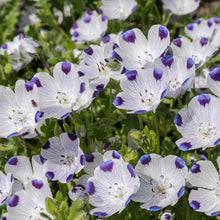 A close-up of a blooming Fivespot flower with white petals and a purple-spotted center.