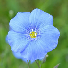 Light blue flax blue annual flower in full bloom against a blurred green background.