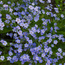Blue flax perennial blue flowers covering a bright open garden setting.