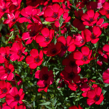 Deep red scarlet flax flowers with green leaves filling a bright garden setting.