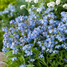 Blue forget me not blue flowers growing against a blurred green background. | copyright: Floramedia UK Ltd