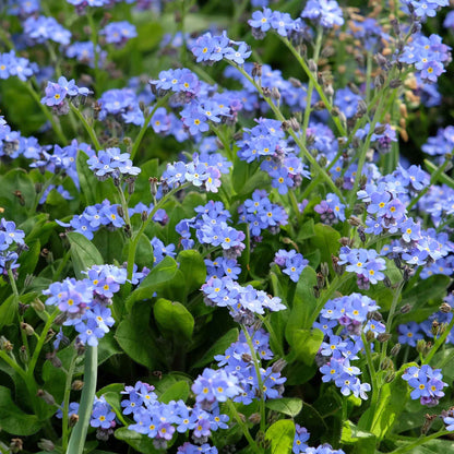 Blue forget me not blue flower with yellow center against a blurred green background.