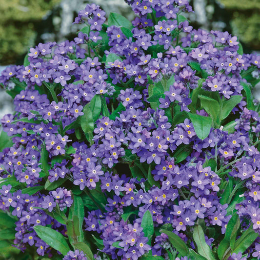 Purple forget me not indigo blue flowers growing against a blurred green background.